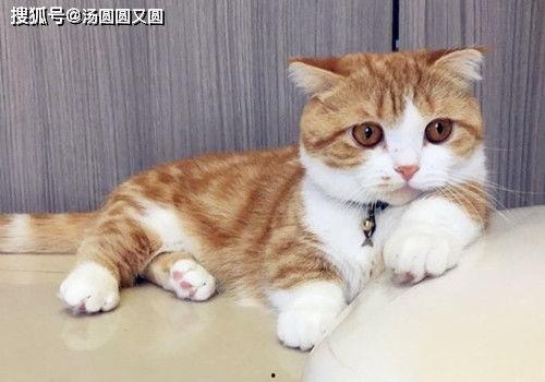 娱乐吃瓜酱母猫,揭秘娱乐圈幕后故事